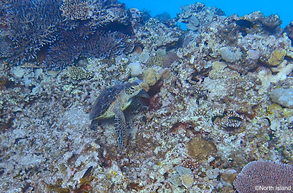 seaturtle ©North Island