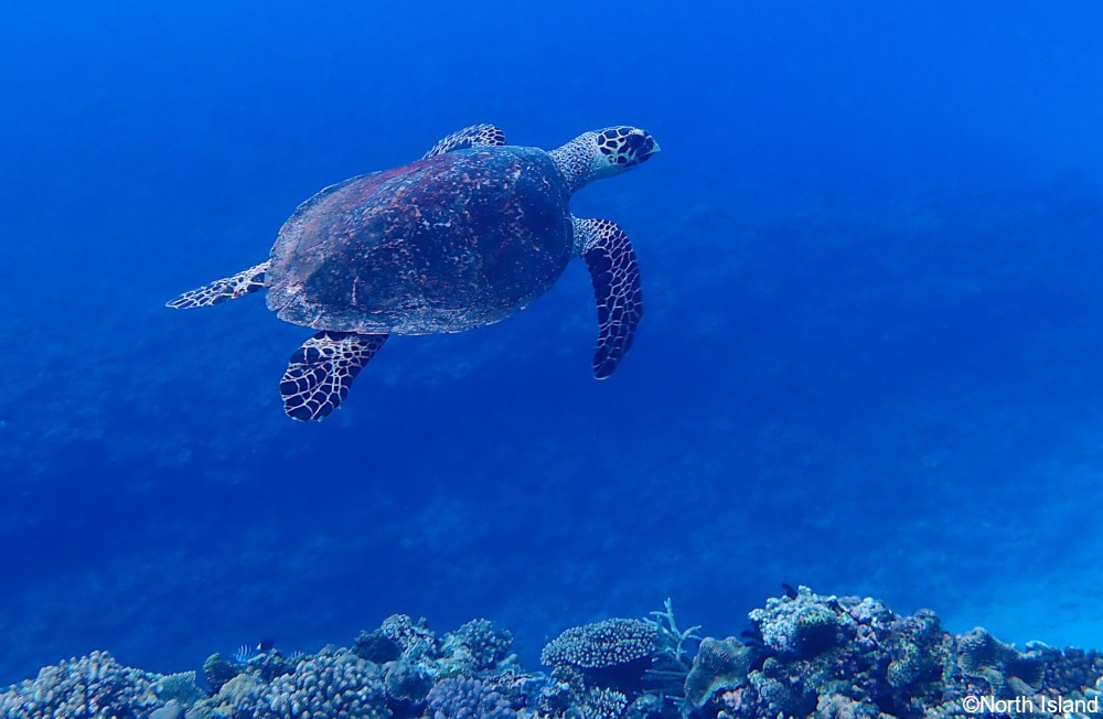 SeaTurtleEcologyLab
©North Island