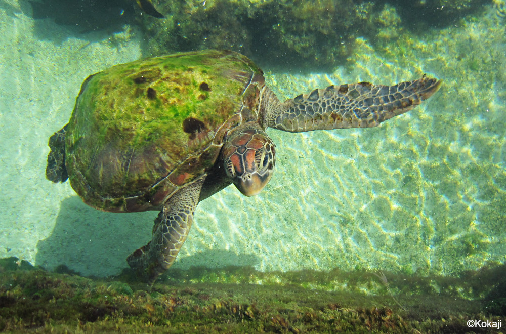 SeaTurtleEcologyLab
©Kokaji