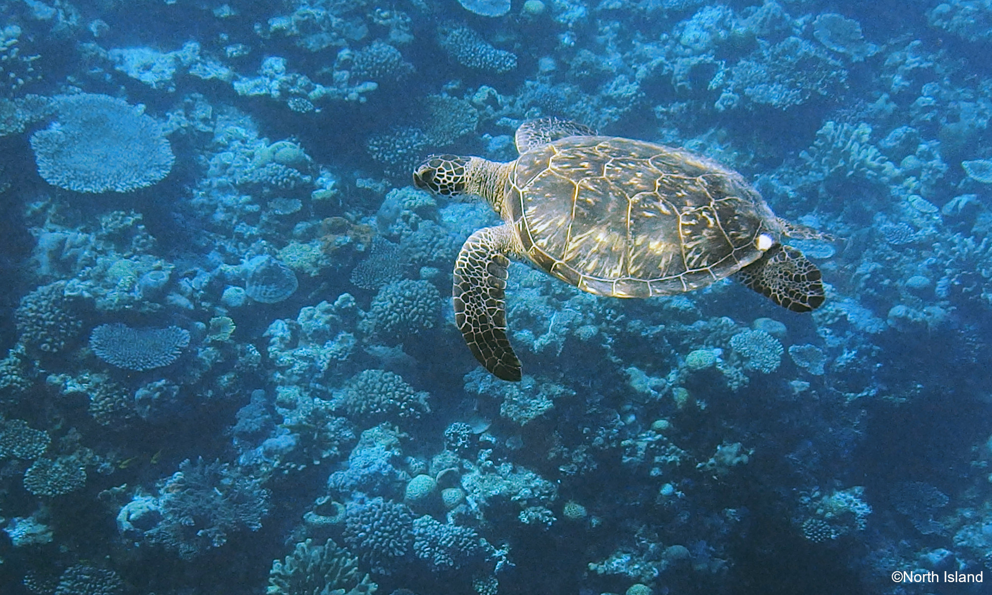 seaturtle ©North Island